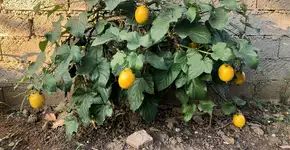 Foto: (Imagem sem texto alternativo disponivel ID [2723129])