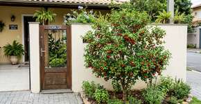 Ideal para casas compactas: a árvore que frutifica o ano inteiro, exige pouca manutenção e não danifica a calçada