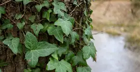 Bonita, mas traiçoeira: saiba por que não ter esta planta em casa de jeito nenhum