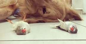 Foto: (Imagem sem texto alternativo disponivel ID [1868917])