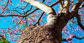 Foto: (Imagem sem texto alternativo disponivel ID [1839372])