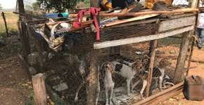 Cães explorados para venda são encontrados sem comida e na sujeira