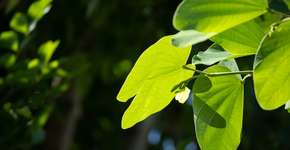 A árvore que todo paisagista recomenda para quem quer sombra em 1 ano