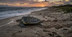As praias de Cabo Verde parecem estar repletas de tartarugas como nunca antes, mas um estudo de 17 anos revela o lado preocupante desse fenômeno: embora cheguem mais cedo, põem menos ovos, nidificam com menos frequência e demoram até o dobro do tempo para retornar