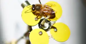 Flores mecânicas atraem abelhas e ajudam na polinização