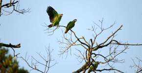 Censo mostra aumento de papagaios-de-cara-roxa no sul do Brasil