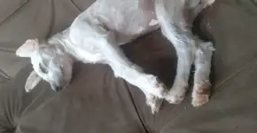 Mulher compra sofá usado e encontra cachorra dentro dele em SC