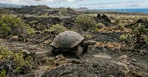 Uma tartaruga gigante, extinta há mais de um século, reapareceu viva após várias expedições fracassadas, revivendo um plano histórico para salvar a espécie, um símbolo da evolução