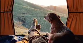 Instagram com fotos de cadela adotada alcança mais de 1 milhão de seguidores