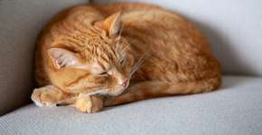 Foto: (Yana Gavriloski/istock)