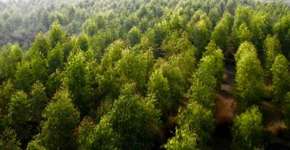 Paquistão planta 1 bilhão de árvores contra mudanças climáticas