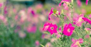 Foto: (Felipe J. Sasso)