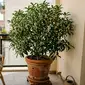 Da redação: A árvore mais aromática do mundo: como cultivá-la em vaso e reinventar sua varanda