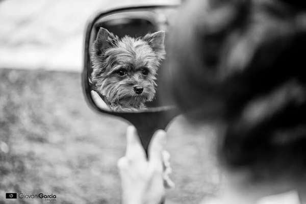 Cachorros de diferentes raças e tamanhos e compõe as fotos do book do casamento ou na própria cerimônia (imagem: Giovani Garcia) 