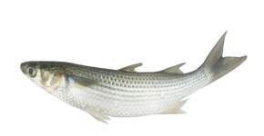 Butantan descobre que molécula de peixe pode combater Alzheimer