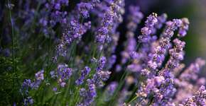 4 motivos pelos quais a lavanda é a erva essencial para ter em casa