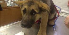 Fotos mostram animais com medo de ir ao veterinário