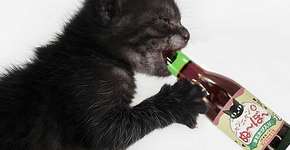Japoneses lançam vinho (sem álcool) para gatos