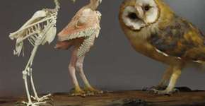 Foto: (Imagem sem texto alternativo disponivel ID [1191529])