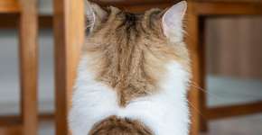 Por que seu gato está te ignorando? Conheça algumas razões para isso