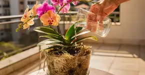 Foto: (Imagem sem texto alternativo disponivel ID [2731364])