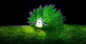 Foto: (Imagem sem texto alternativo disponivel ID [1833668])