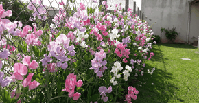 Foto: (Imagem sem texto alternativo disponivel ID [2747634])