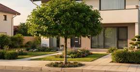 Foto: (Imagem sem texto alternativo disponivel ID [2710785])