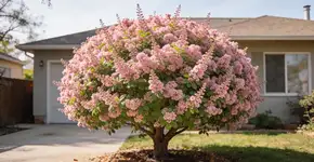 Foto: (Imagem sem texto alternativo disponivel ID [2707633])