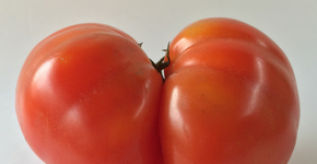 Empresa entrega frutas e verduras “imperfeitas” por preços mais baixos