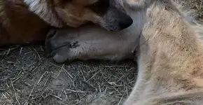 Cachorro resgatado adota potrinho recém-nascido órfão