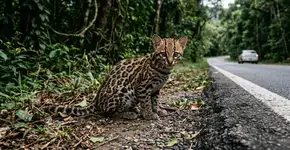 Foto: (Imagem sem texto alternativo disponivel ID [2776495])