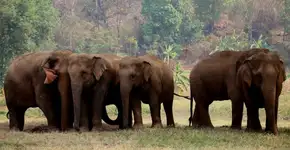 Ação reverte vendas para santuário de elefantes em MT