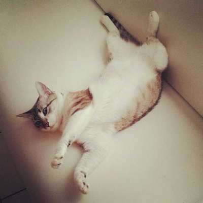 Veja alguns dos cães e gatos que já estão participando do #MostreABarriguinha!