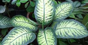 Estudo mapeia plantas decorativas tóxicas em SP