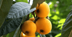 Conheça a fruta que pode revolucionar a saúde do seu fígado