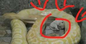 Zoológico é criticado por alimentar cobras com filhotes de cães