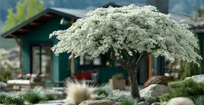 Essa árvore floresce na primavera produz frutos no verão e fica dourada no outono