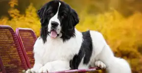 Foto: (Imagem sem texto alternativo disponivel ID [2737603])