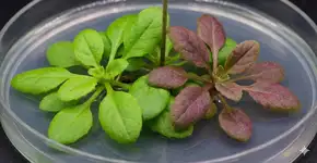 Foto: (Imagem gerada por IA/Gemini)