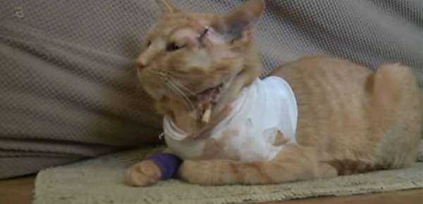 Reprodução / Fox News