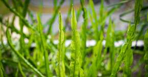 Foto: (Romulo Gomes Queiroz/istock)