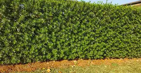 Foto: (Imagem sem texto alternativo disponivel ID [2723140])