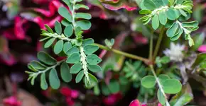 Foto: (Imagem sem texto alternativo disponivel ID [2722467])