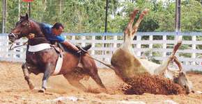 STF determina que as vaquejadas sejam proibidas no Ceará