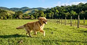 Ela decide se mudar para o campo em busca de uma vida tranquila, e seu golden retriever viraliza: veja esta adorável imagem do cão ao lado dos animais da fazenda