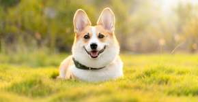 O seu cão te segue para todo o lado? Segundo especialistas, há uma explicação para isso