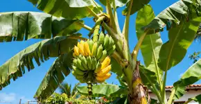 4 tipos de plantas frutíferas que não têm estação definida para o seu jardim