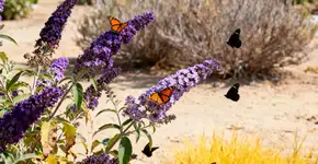 Essa planta atrai borboletas lindas pro seu jardim e quase não precisa regar
