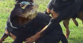 Foto: (Imagem sem texto alternativo disponivel ID [1156152])